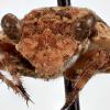 brownish orange bug with a face resembling a toad