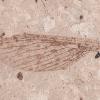 Rectangular slab of rock with wing imprint