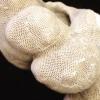 Lumpy, conical shell with tan net-like texture.