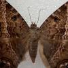 large brown moth in collection drawer