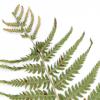 Dried fern specimen on paper.