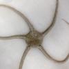 animal with circular boady and five long thin arms branching out like a star