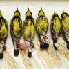 Magnolia Warbler