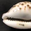 cream colored shiny cowrie shell