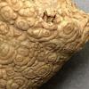 Fossilized coral in cone shape with small circle surface pattern