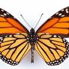 Monarch butterflly view from underside