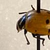 Red beetle with black spots
