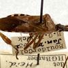 Ovoid brown bug with long antennae