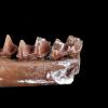 Small jaw bone