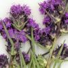 dried purple flowers with grassy leaves