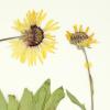 blanketflower specimen