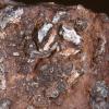 Brown rock-like object 8x8 centimeters with bits of bone and other material embedded.