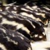 stuffed skin of spotted skunk in collection drawer