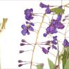dried purple flowers