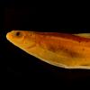 Great plains minnow