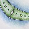 colored pencil and pen drawing of algae shapes