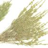 dried fern leaves