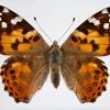 painted lady butterfly specimen