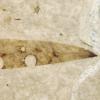 fossilized leaf