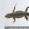 Canyon Lizard specimen looking from above