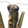 Ventral view of a light brown and green European mantis. One raptorial arm with adorning spikes is visible. 