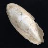 cuttlefish
