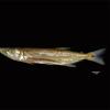 pike characin