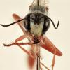 sand wasp