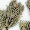 pressed pinion pine needles with pinecone