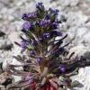 Aliciella Sedifolia