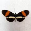 postman butterfly