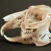 jackrabbit skull