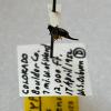 colorado snow flea