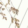 dried sweetgrass pressed on paper