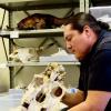 Chase Ward examining a horse skull