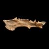 Archaeotherium