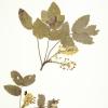 Oregon grape