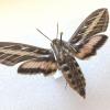white-lined sphinx