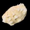 Giant Clam