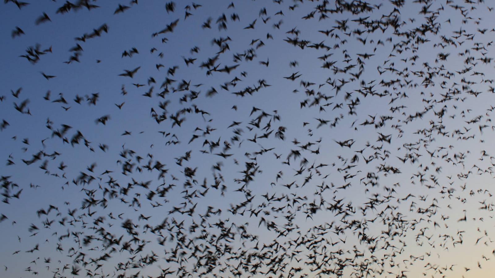 bats flying at night