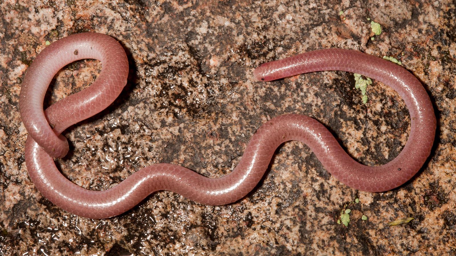 blind snake