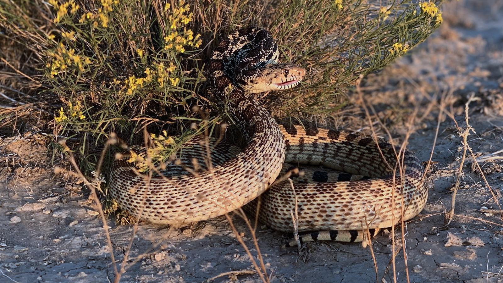 bull snake