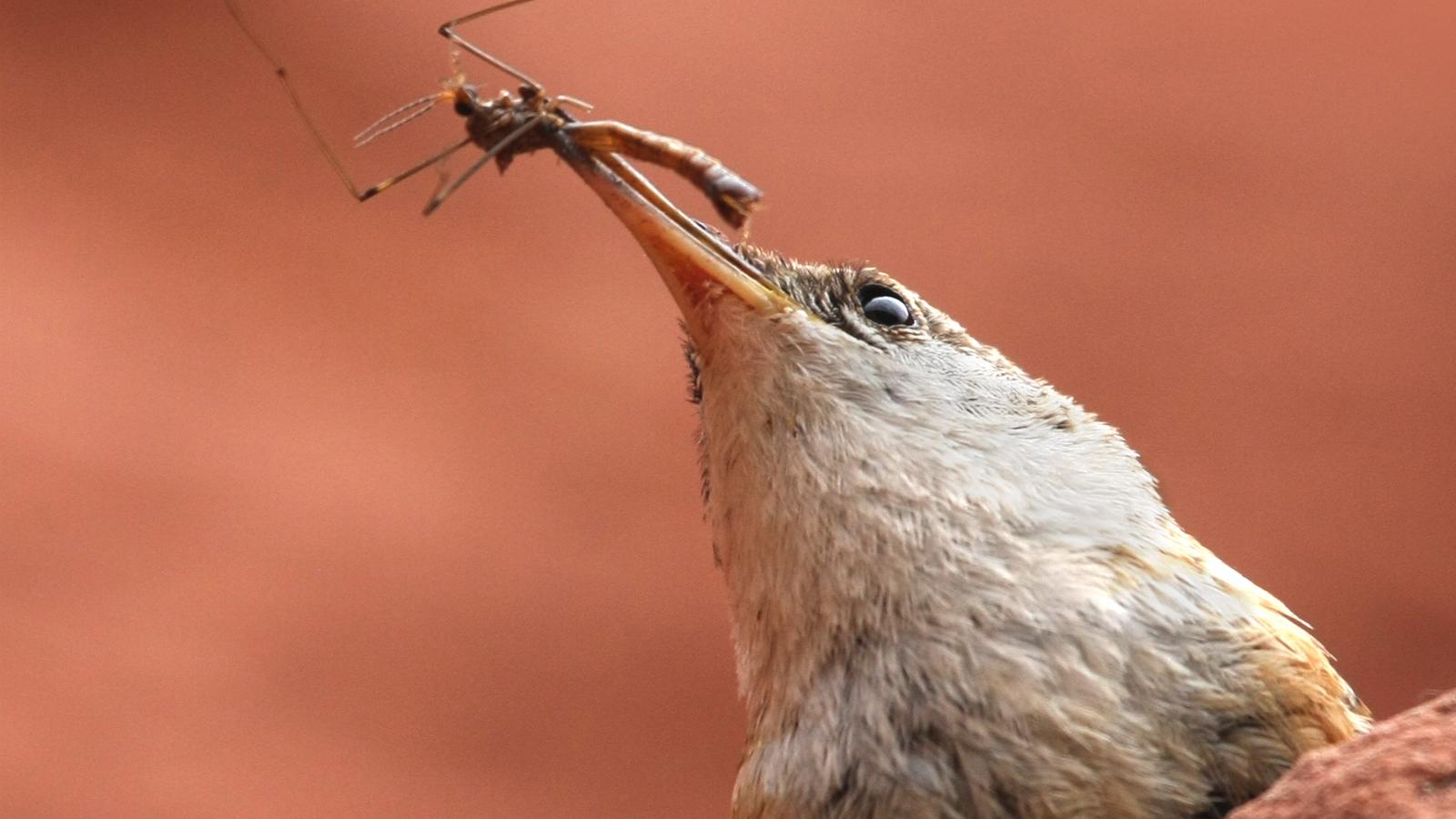 Canyon Wren