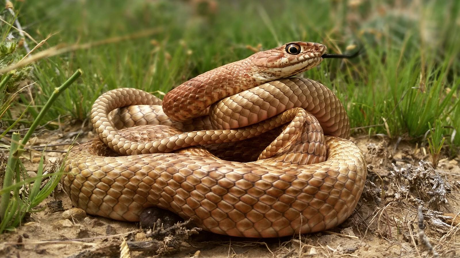 coachwhip