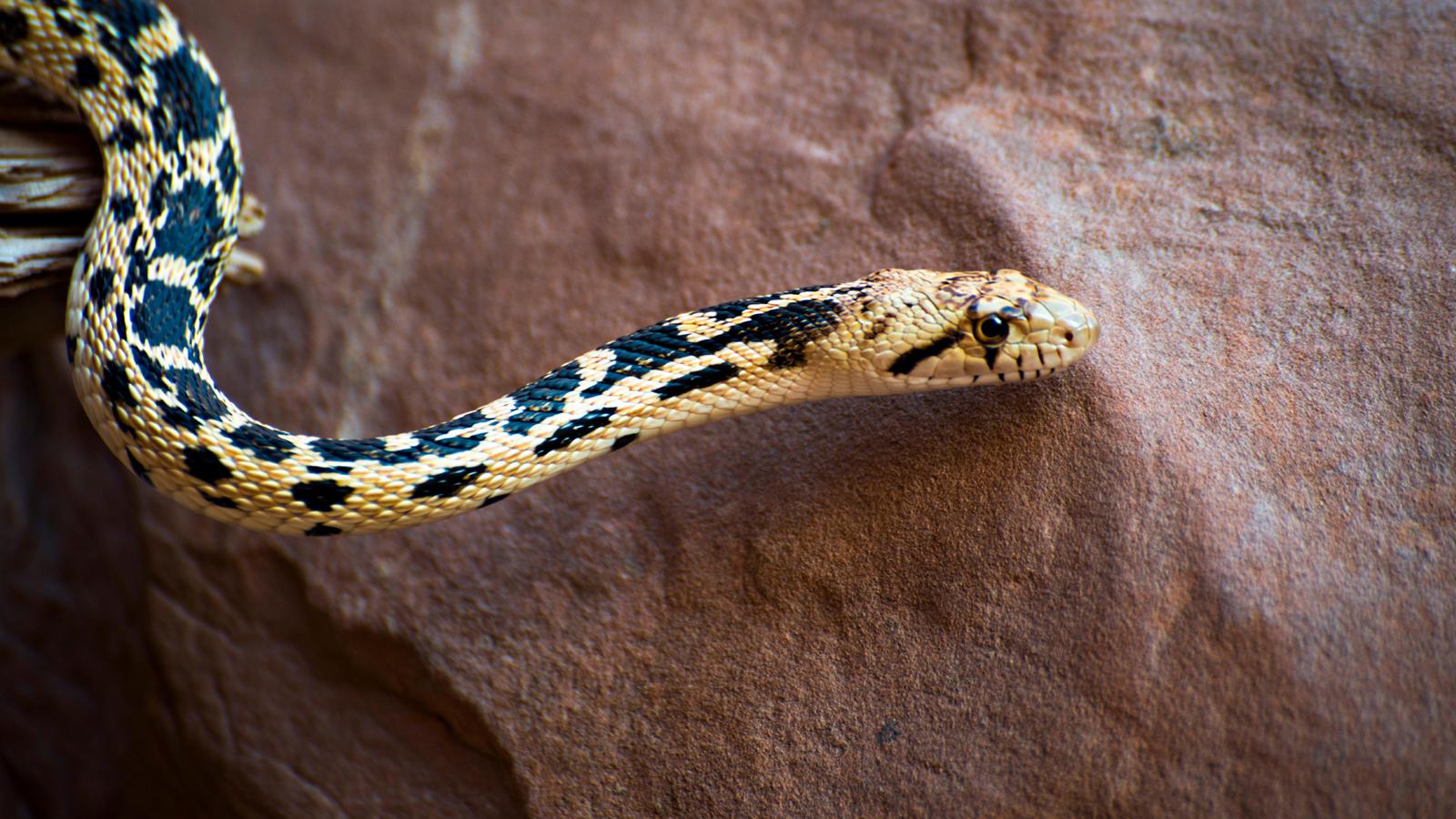 great basin gopher snake