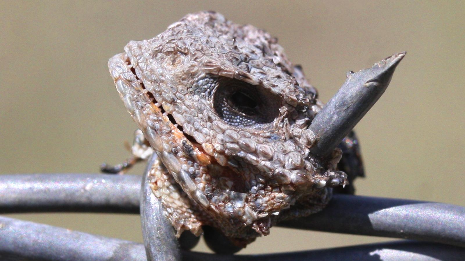 Short-horned Lizard