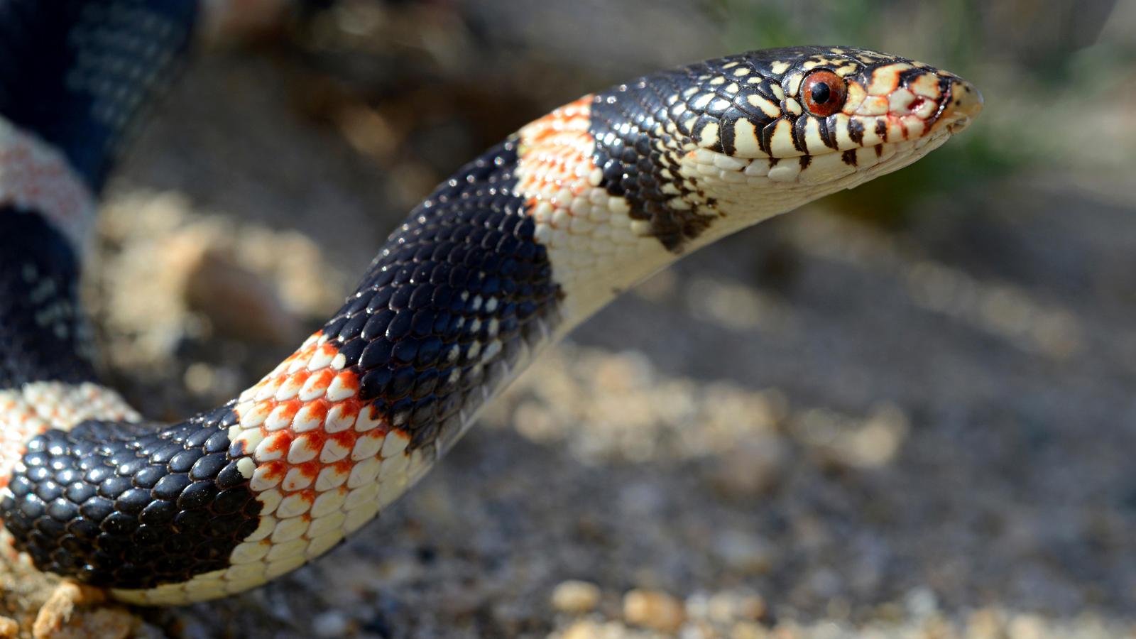 Longnosed snake