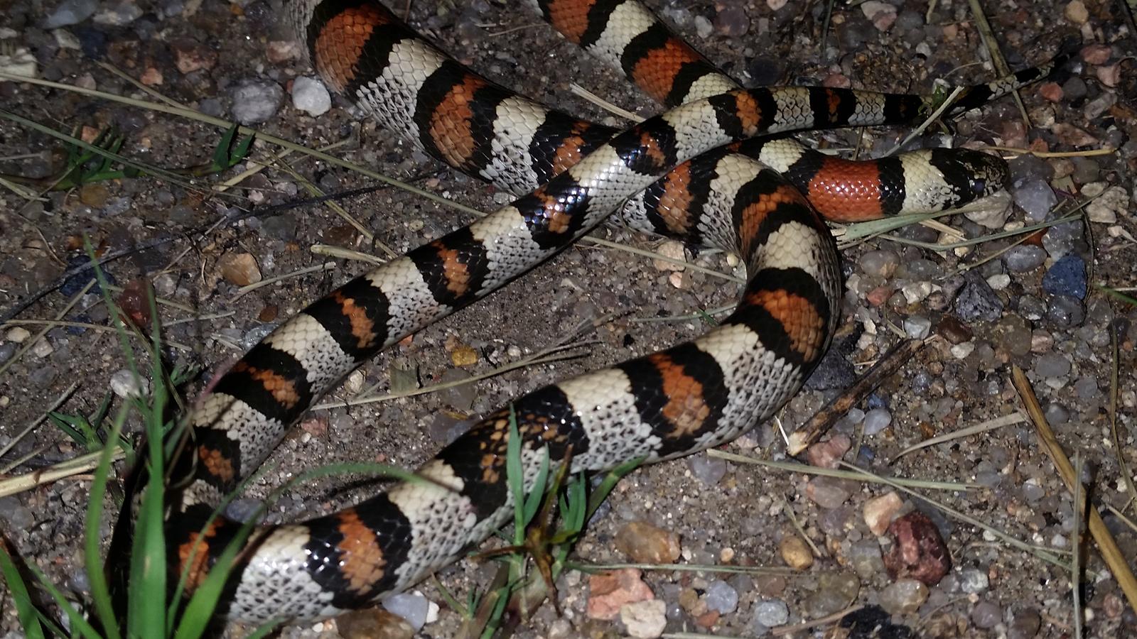 Central Plains Milk Snake