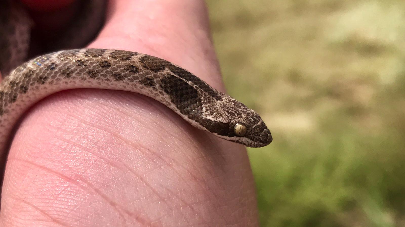 Snakes of Colorado, Museum of Natural History