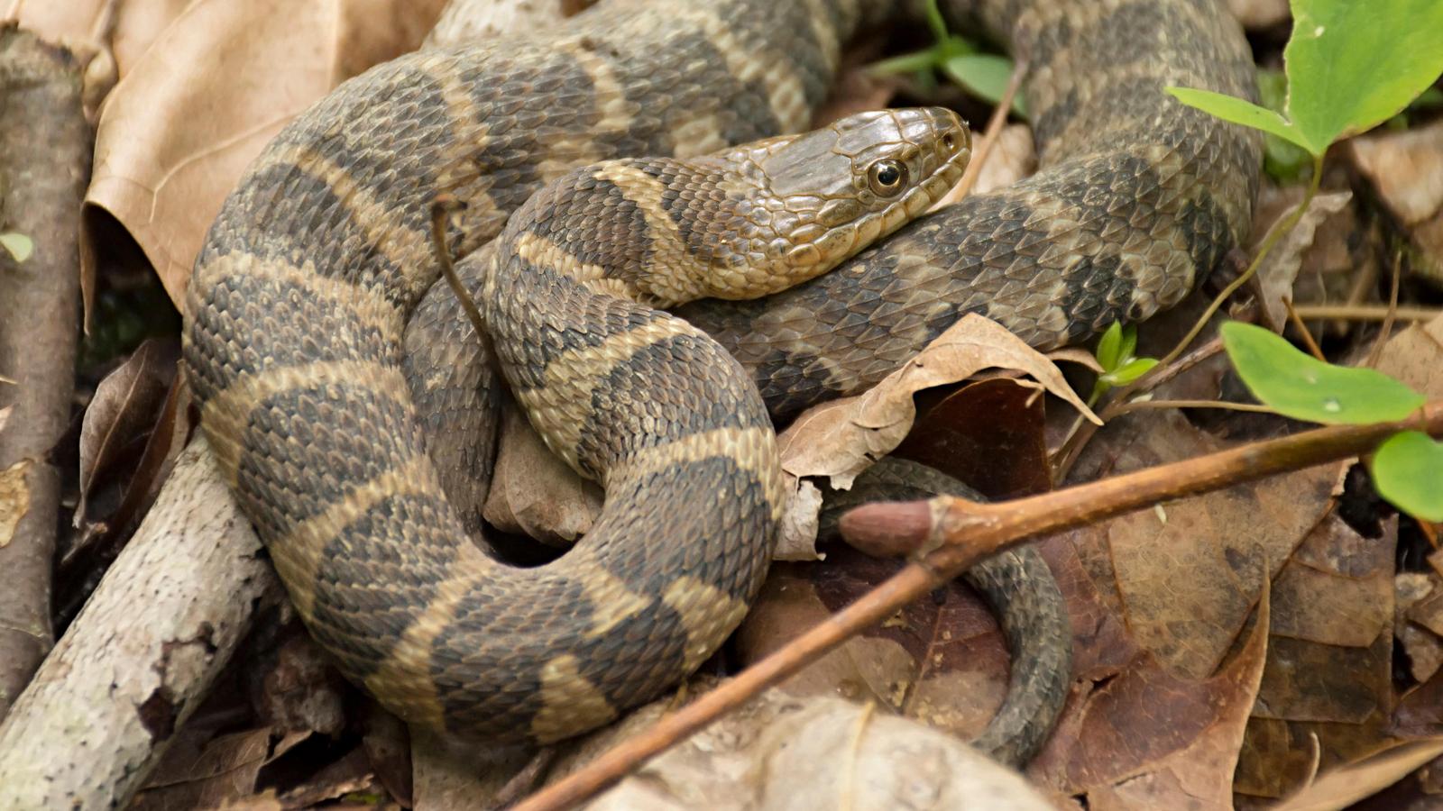 Northern Water Snake